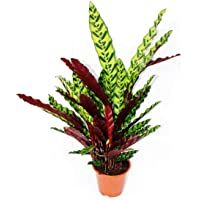 Los mejores  - XXL shade plant with unusual leaf pattern - Calathea lancifolia - 17cm pot - ca. 60-70cm high